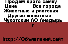 Продам крота самку › Цена ­ 200 - Все города Животные и растения » Другие животные   . Чукотский АО,Анадырь г.